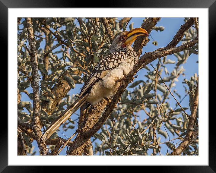 Southern Yellow Billed Hornbill in Kruger Framed Mounted Print by colin chalkley