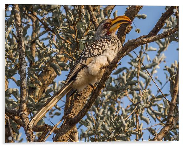 Southern Yellow Billed Hornbill in Kruger Acrylic by colin chalkley
