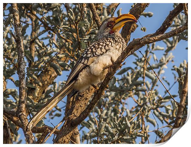 Southern Yellow Billed Hornbill in Kruger Print by colin chalkley