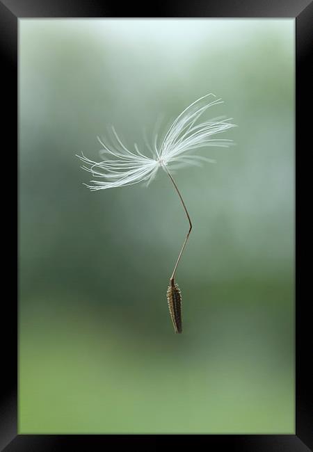 parachuting dandelion Framed Print by Iain Lawrie