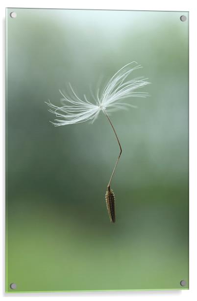 parachuting dandelion Acrylic by Iain Lawrie