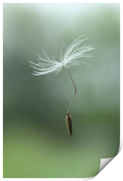 parachuting dandelion Print by Iain Lawrie