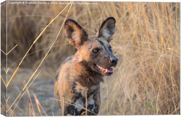 African Hunting Dog Canvas Print by Graham Prentice