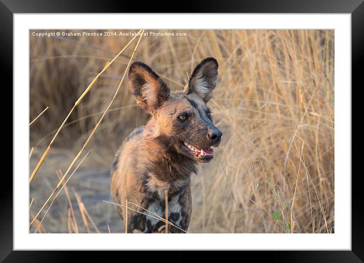 African Hunting Dog Framed Mounted Print by Graham Prentice