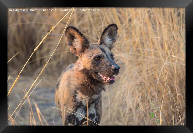 African Hunting Dog Framed Print by Graham Prentice