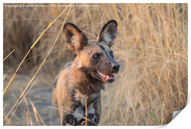 African Hunting Dog Print by Graham Prentice