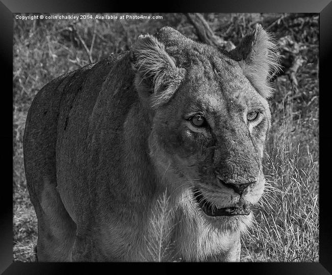 Lioness in Kruger National Park Framed Print by colin chalkley