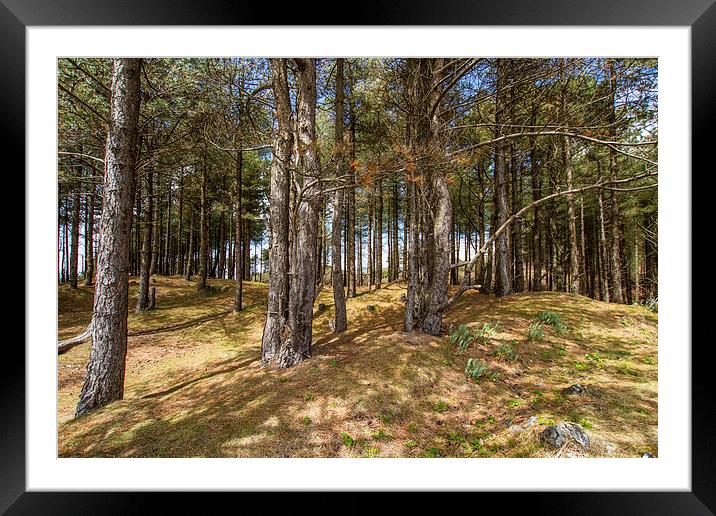 Pine forest Framed Mounted Print by P H