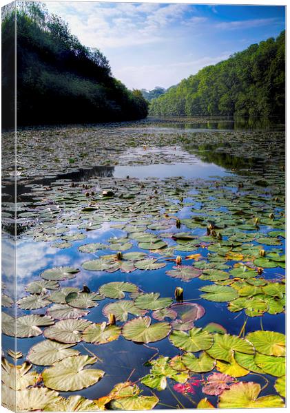 Bosherston Lily Ponds Canvas Print by Simon West