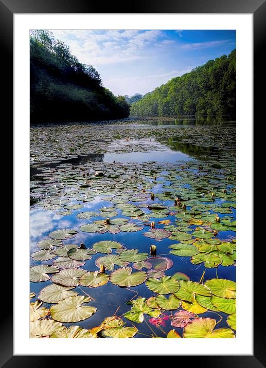Bosherston Lily Ponds Framed Mounted Print by Simon West