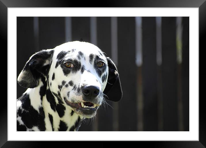 Daisy the Dalmation (Smiles) Framed Mounted Print by j Broomfield