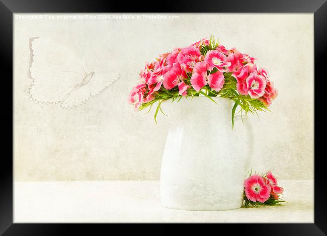 Sweet William Framed Print by Fine art by Rina