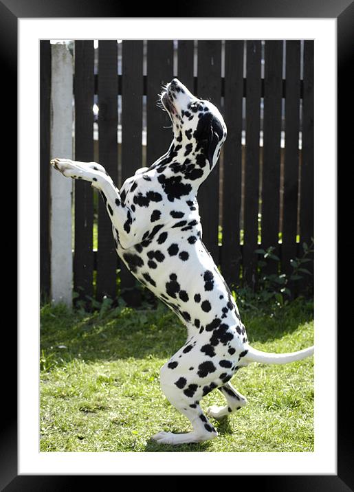 Daisy the Dalmation (Begging) Framed Mounted Print by j Broomfield