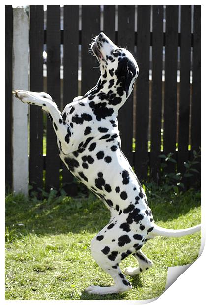 Daisy the Dalmation (Begging) Print by j Broomfield