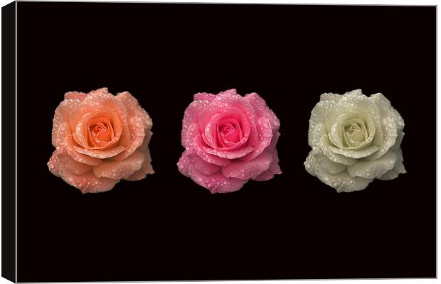 Three in a Roses Canvas Print by Malcolm McHugh