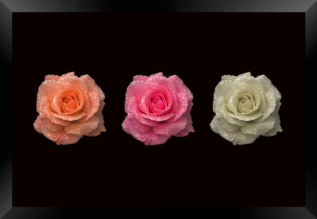 Three in a Roses Framed Print by Malcolm McHugh