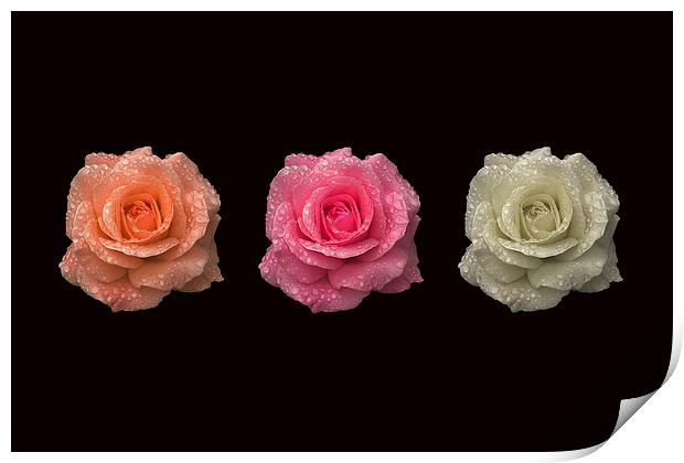 Three in a Roses Print by Malcolm McHugh