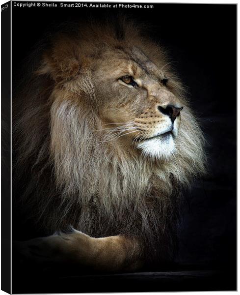 Magnificent lion Canvas Print by Sheila Smart