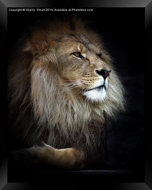 Magnificent lion Framed Print by Sheila Smart