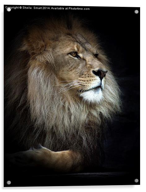 Magnificent lion Acrylic by Sheila Smart