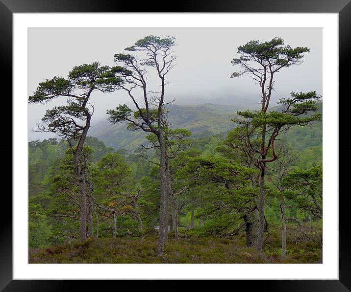 River Affric, Highlands, Scotland Framed Mounted Print by Rachel Mower