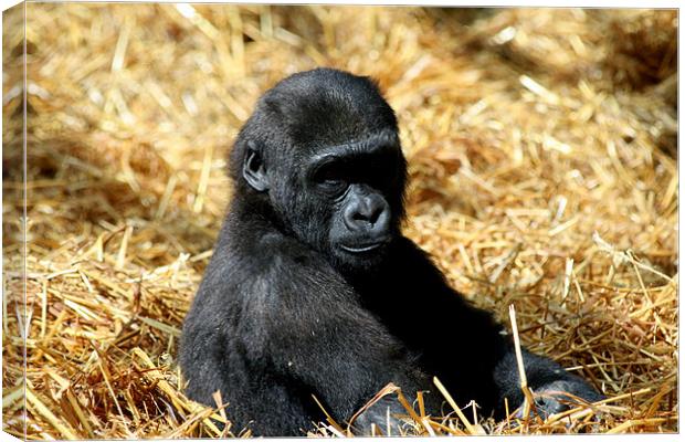 Gorilla baby Canvas Print by Ruth Hallam