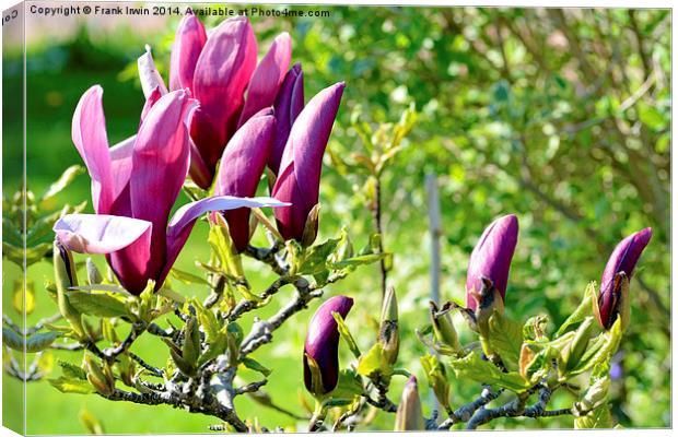 Magnolia flower head almost fully open.s Canvas Print by Frank Irwin