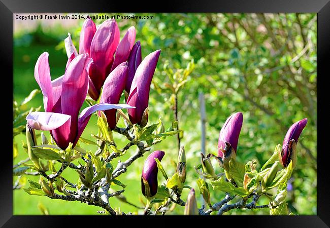 Magnolia flower head almost fully open.s Framed Print by Frank Irwin