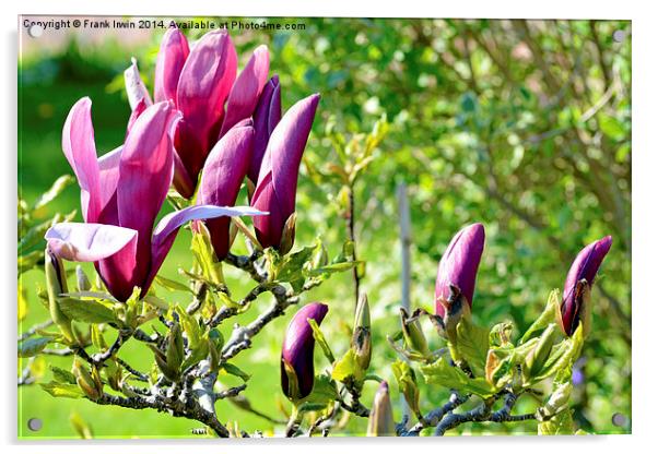 Magnolia flower head almost fully open.s Acrylic by Frank Irwin