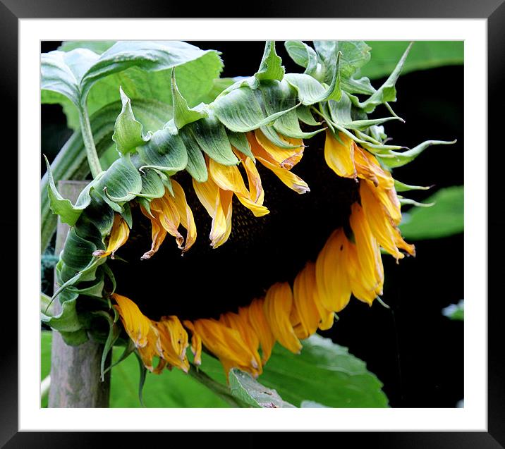 Sunflower Framed Mounted Print by Ruth Hallam