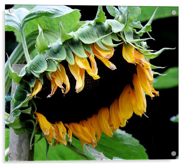 Sunflower Acrylic by Ruth Hallam