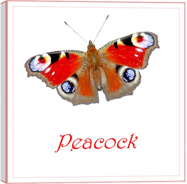 PEACOCK BUTTERFLY Canvas Print by Anthony Kellaway