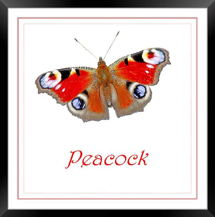 PEACOCK BUTTERFLY Framed Mounted Print by Anthony Kellaway
