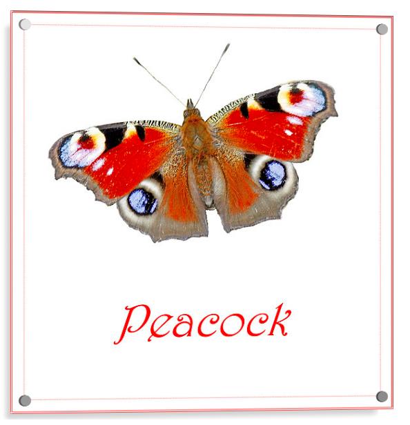 PEACOCK BUTTERFLY Acrylic by Anthony Kellaway