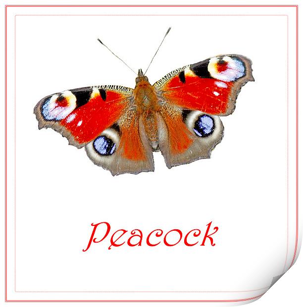 PEACOCK BUTTERFLY Print by Anthony Kellaway
