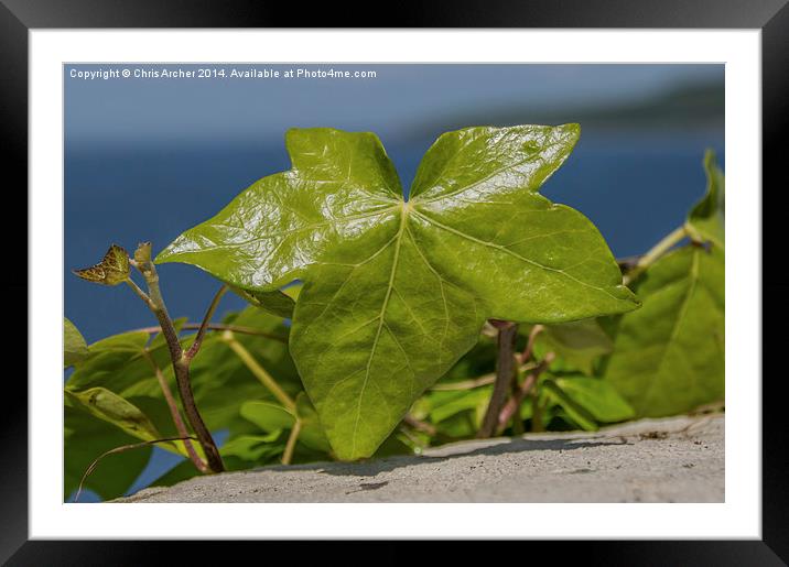 Glistening Young Ivy Framed Mounted Print by Chris Archer