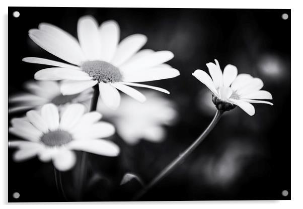 Black and white Daisies Acrylic by Malcolm Smith