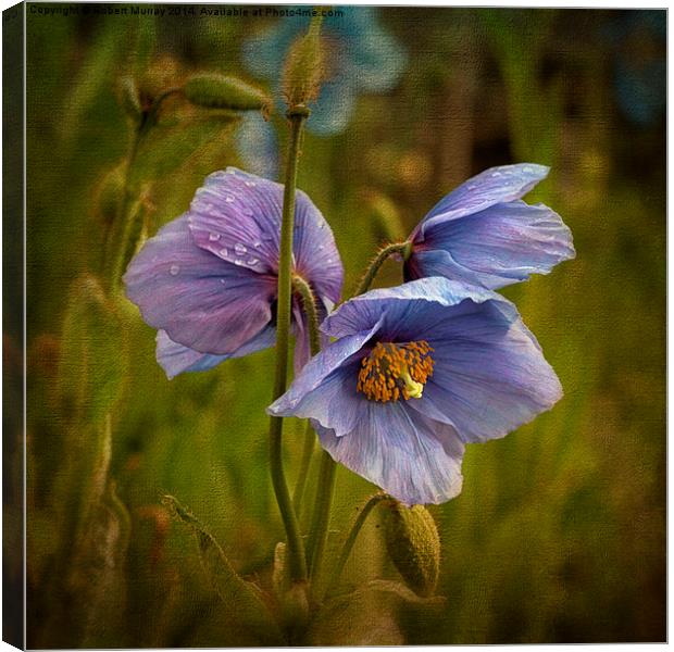 Meconopsis Canvas Print by Robert Murray