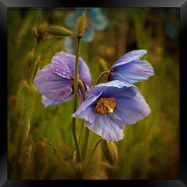 Meconopsis Framed Print by Robert Murray