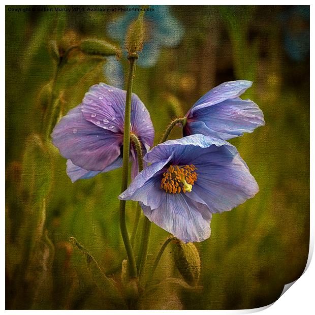 Meconopsis Print by Robert Murray