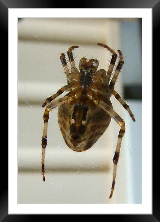 Spider From Below 3703_36733 Framed Mounted Print by Judith Schindler-Domser