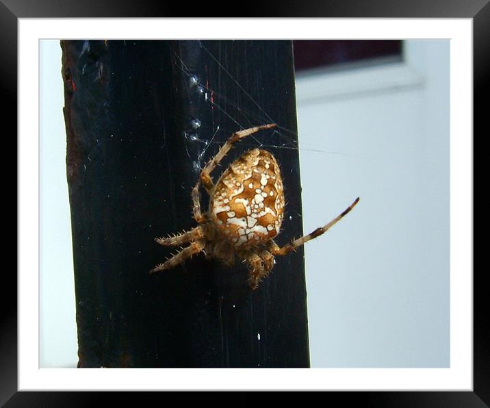 Spider from Above 3703_83619 Framed Mounted Print by Judith Schindler-Domser