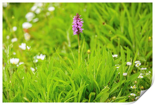 Magnificent Marsh Orchid Print by David Knowles