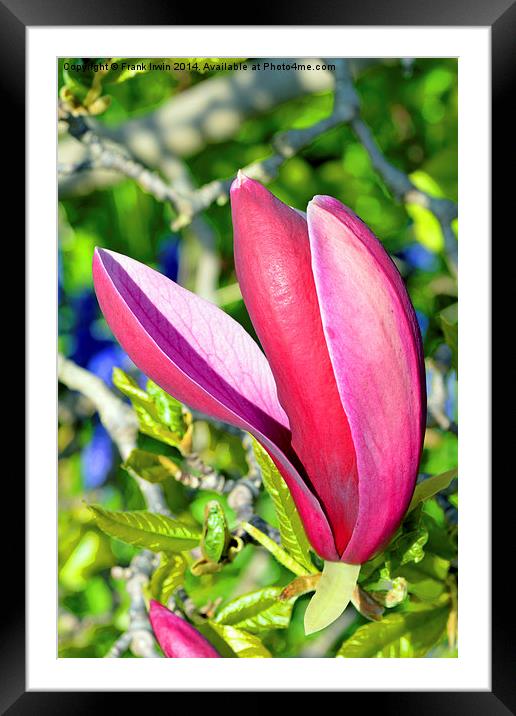 Colourful Spring Magnolia Framed Mounted Print by Frank Irwin