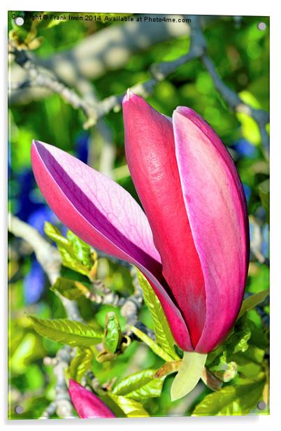 Colourful Spring Magnolia Acrylic by Frank Irwin