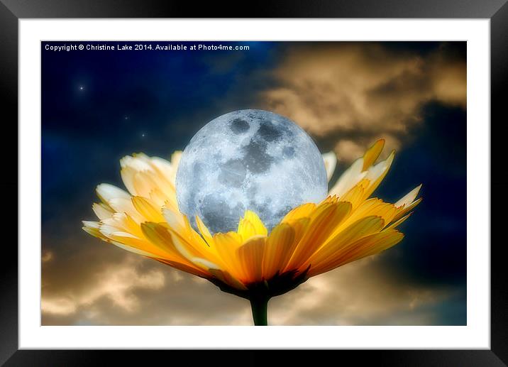 Daisy Moon Framed Mounted Print by Christine Lake