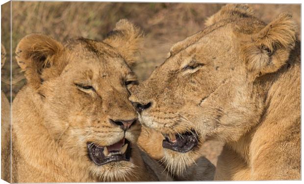 Lioness and cub in Kruger Park Canvas Print by colin chalkley