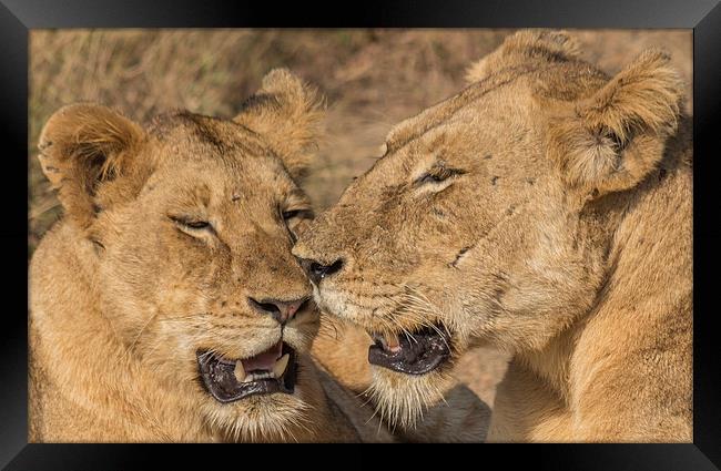 Lioness and cub in Kruger Park Framed Print by colin chalkley