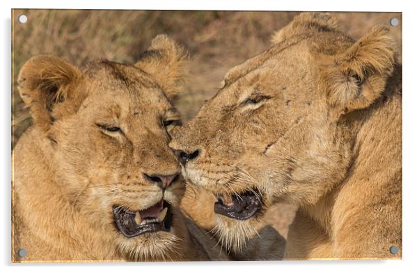 Lioness and cub in Kruger Park Acrylic by colin chalkley