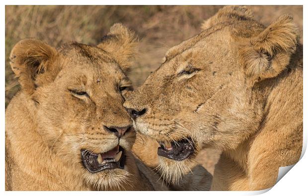 Lioness and cub in Kruger Park Print by colin chalkley
